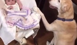 狗子直播爆料视频在线观看,独家爆料视频在线观看，精彩内容抢先看